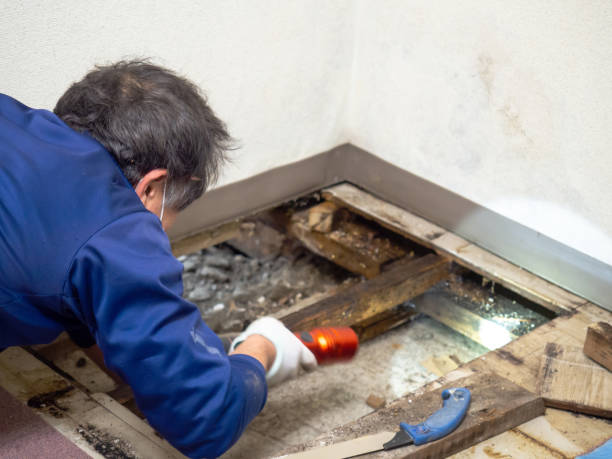 Best Mold Testing and Inspection Services in Blue Island, IL