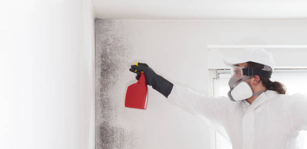 Best White Mold Remediation in Blue Island, IL