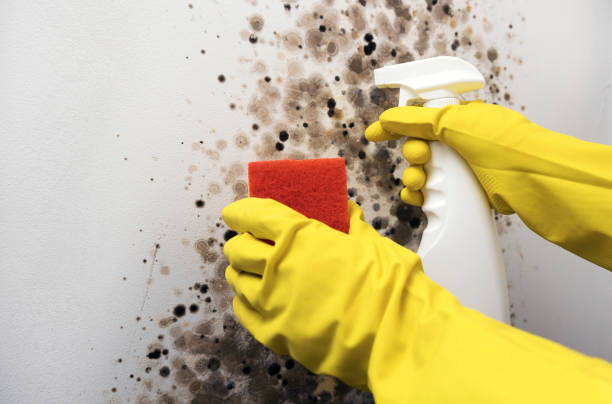 Best DIY Mold Remediation Support Services in Blue Island, IL
