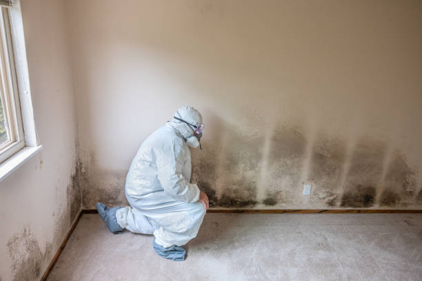 Best HVAC Mold Remediation in Blue Island, IL