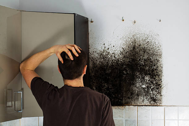 Best Attic Mold Remediation in Blue Island, IL